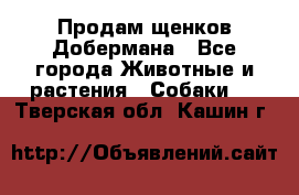 Продам щенков Добермана - Все города Животные и растения » Собаки   . Тверская обл.,Кашин г.